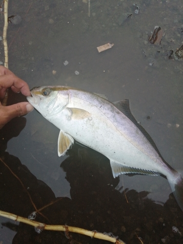 ショゴの釣果