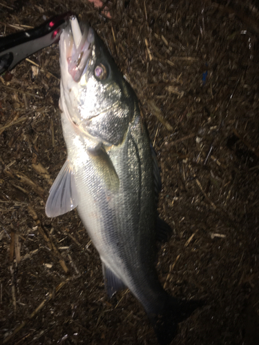 スズキの釣果