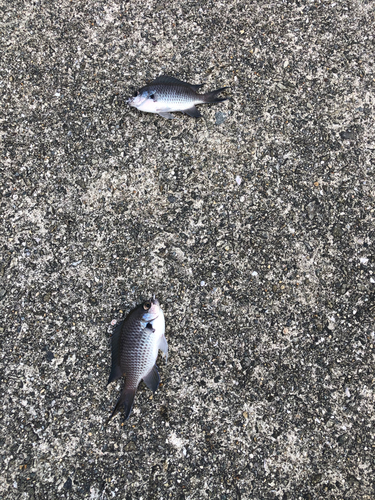 スズメダイの釣果