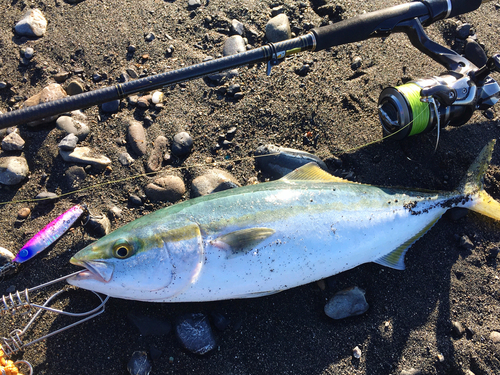 イナダの釣果