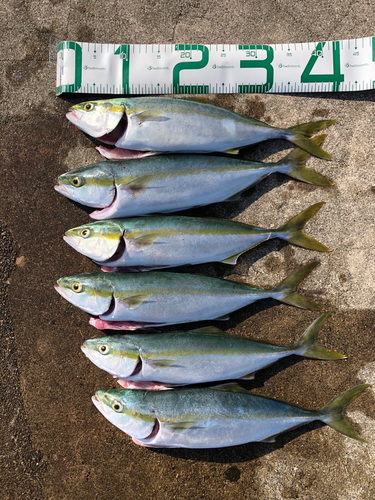 ハマチの釣果