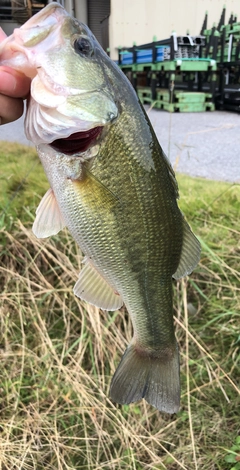 ラージマウスバスの釣果