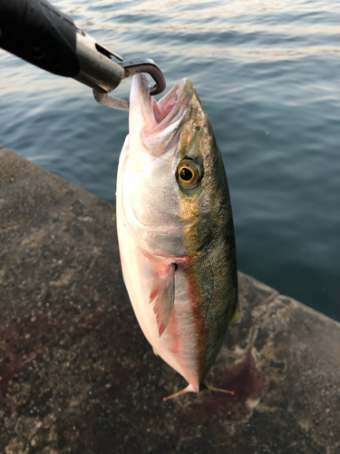 ツバスの釣果