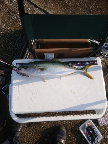 イナダの釣果