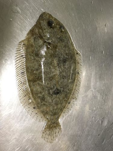 タマガンゾウビラメの釣果