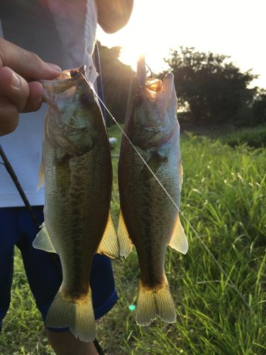 ブラックバスの釣果