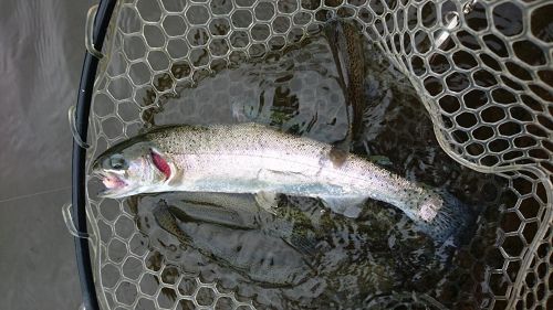 ニジマスの釣果