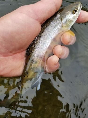 ヤマメの釣果