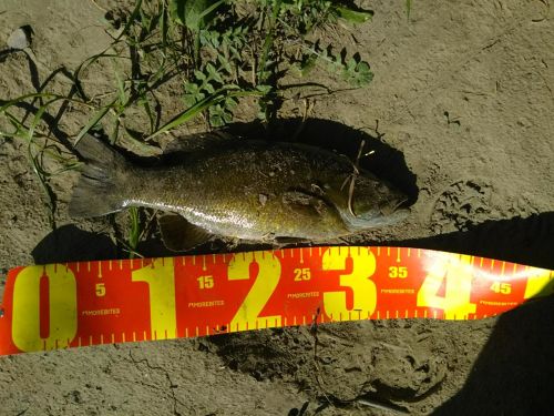 スモールマウスバスの釣果