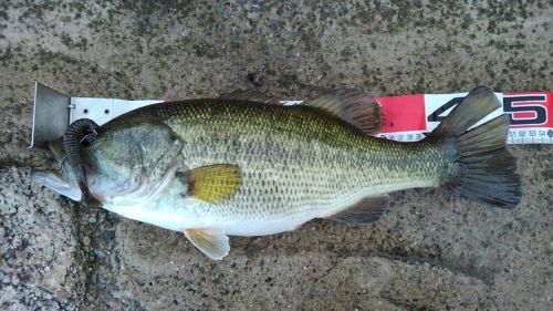 ブラックバスの釣果