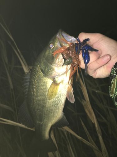 ブラックバスの釣果