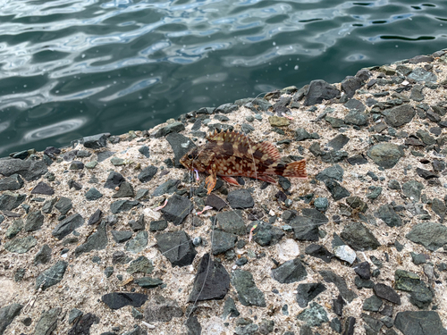 アラカブの釣果