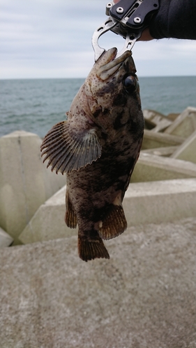 ムラソイの釣果