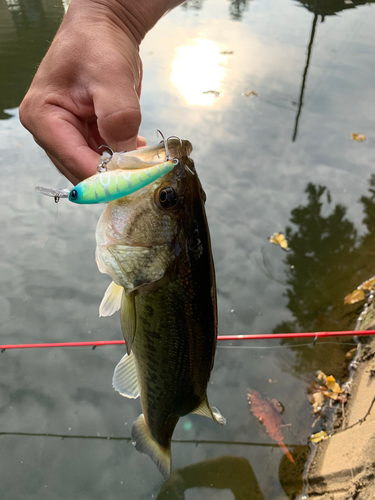 ラージマウスバスの釣果