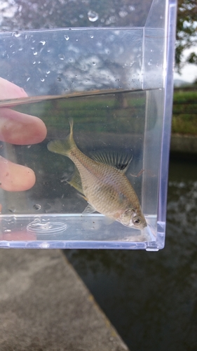 タイリクバラタナゴの釣果