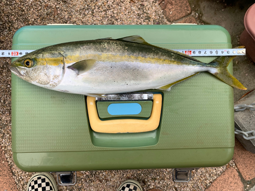 ツバスの釣果