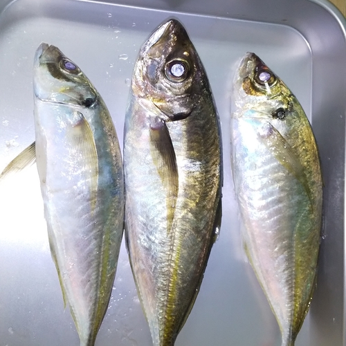 アオアジの釣果