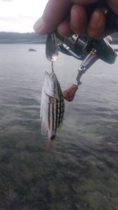 アミメフエダイの釣果