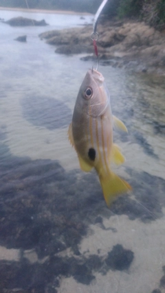 イッテンフエダイの釣果