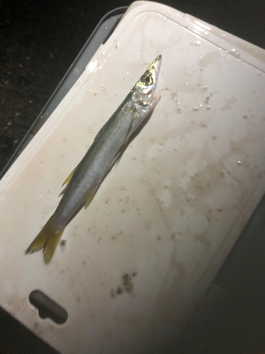 カマスの釣果