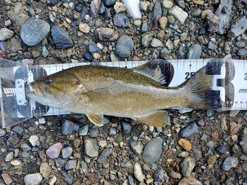 スモールマウスバスの釣果