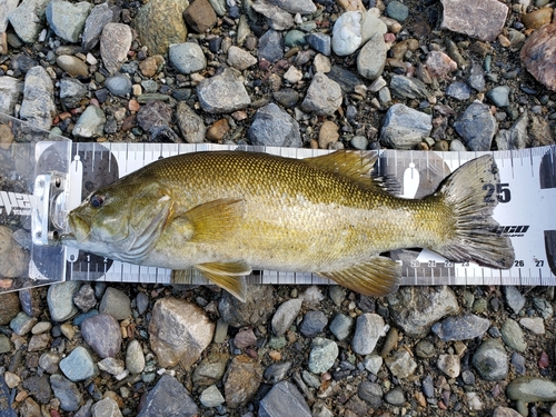 スモールマウスバスの釣果