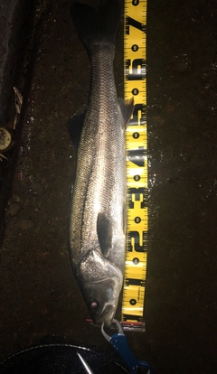 シーバスの釣果