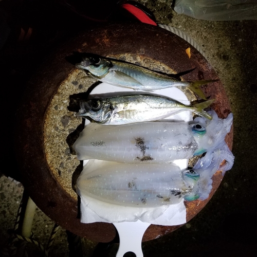 アジの釣果