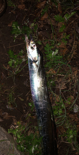 タチウオの釣果