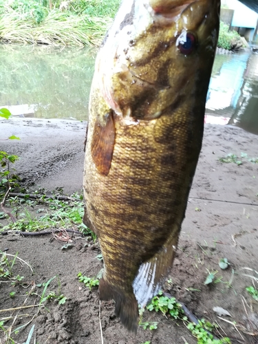 スモールマウスバスの釣果