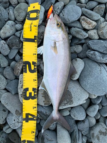 ショゴの釣果