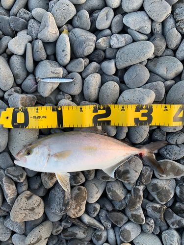 ショゴの釣果