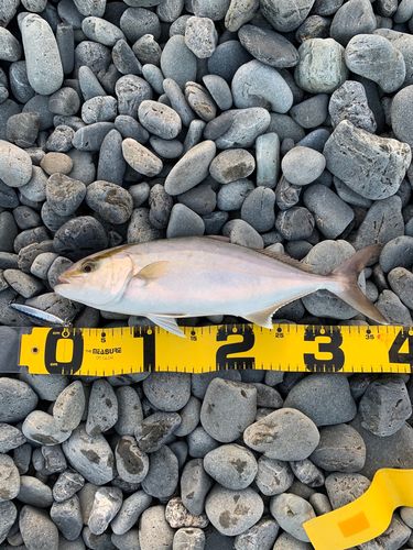 ショゴの釣果
