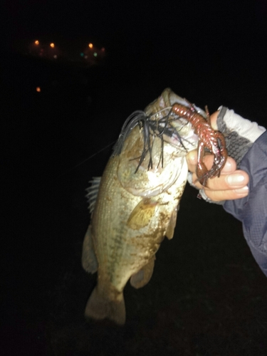 ラージマウスバスの釣果