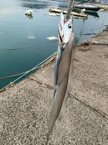 タチウオの釣果