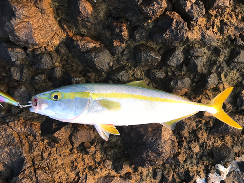 ワカシの釣果