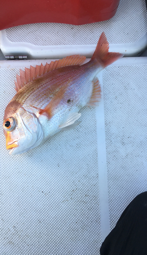 レンコダイの釣果