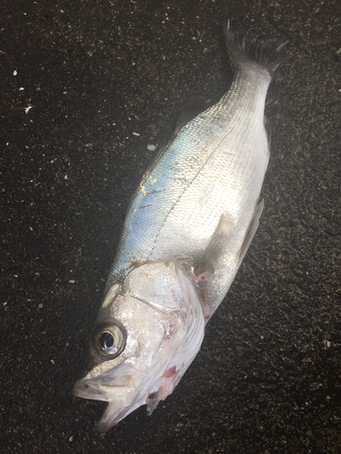 セイゴ（ヒラスズキ）の釣果