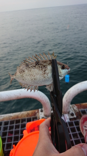 アイゴの釣果