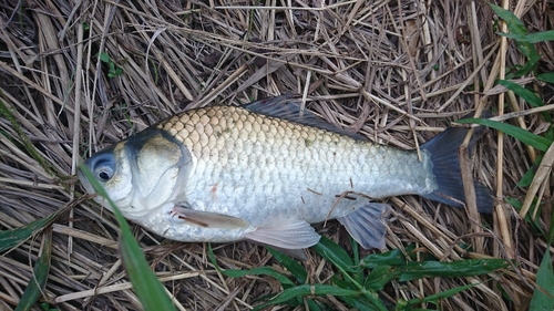 フナの釣果