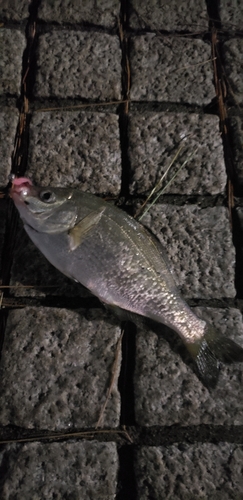 ウミタナゴの釣果