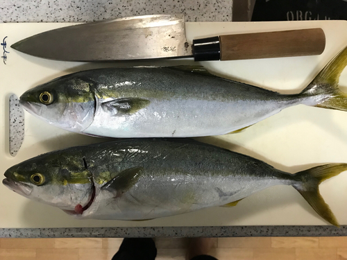 ツバスの釣果