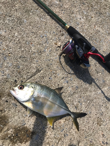 メッキの釣果