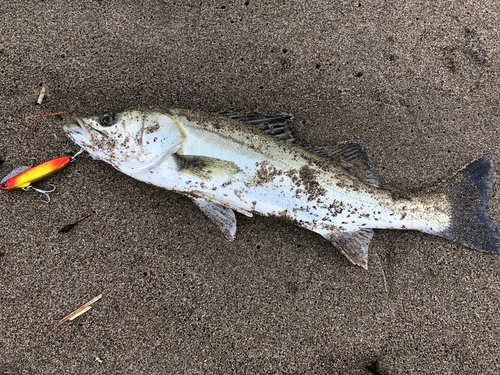 スズキの釣果