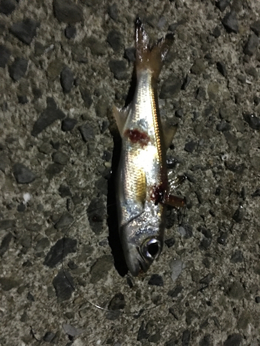 ムツの釣果