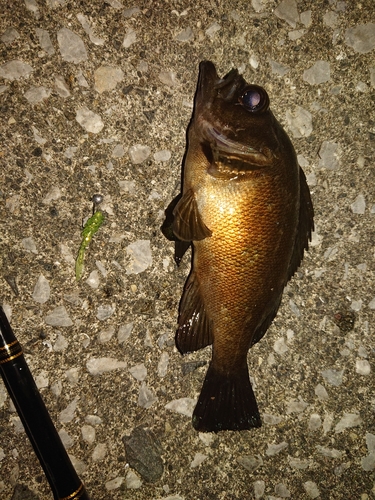 アカメバルの釣果