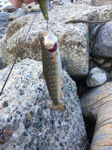 ニッコウイワナの釣果