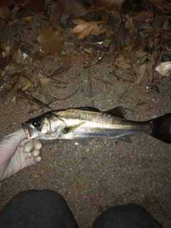 セイゴ（マルスズキ）の釣果