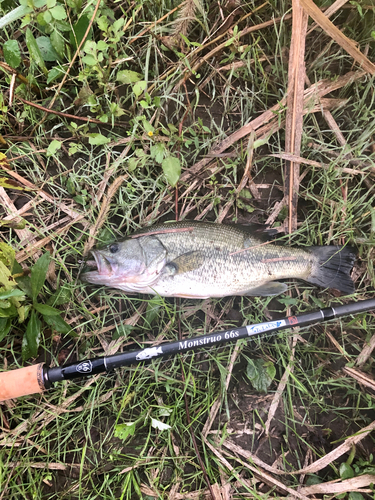 ブラックバスの釣果