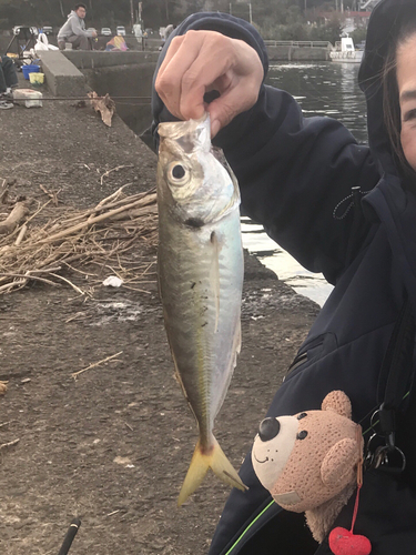 マアジの釣果